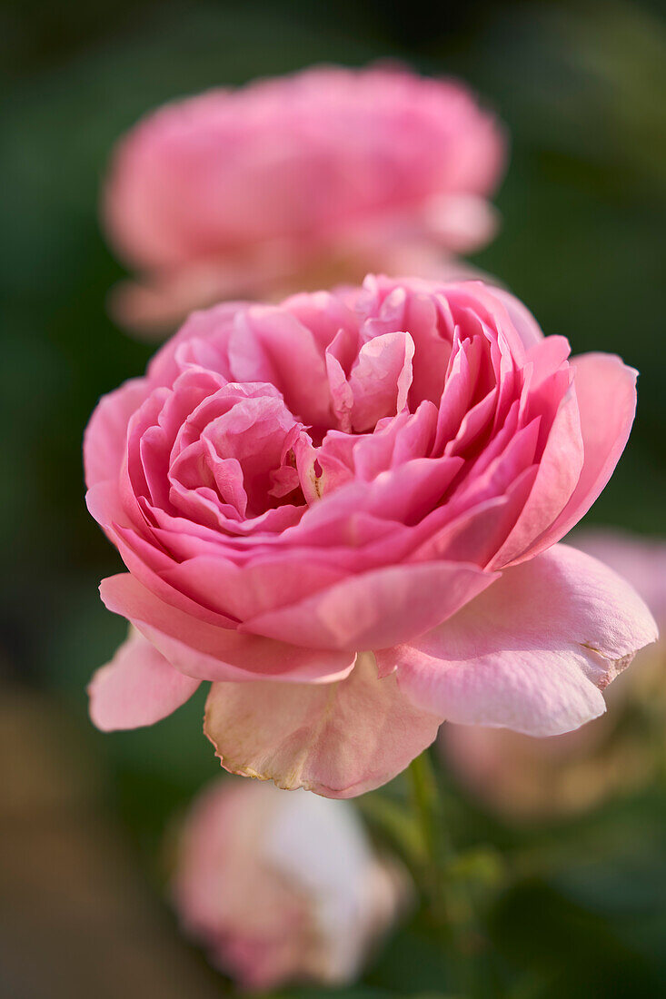 Close up delicate pink rose in bloom