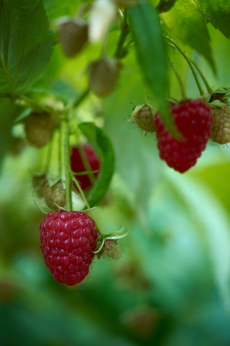 Close up juicy, fresh raspberries growing on stems