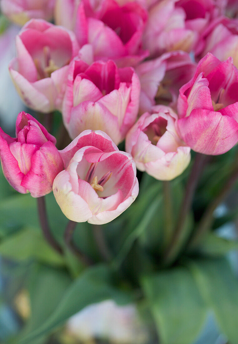 Nahaufnahme von rosa Tulpen, Tulipa