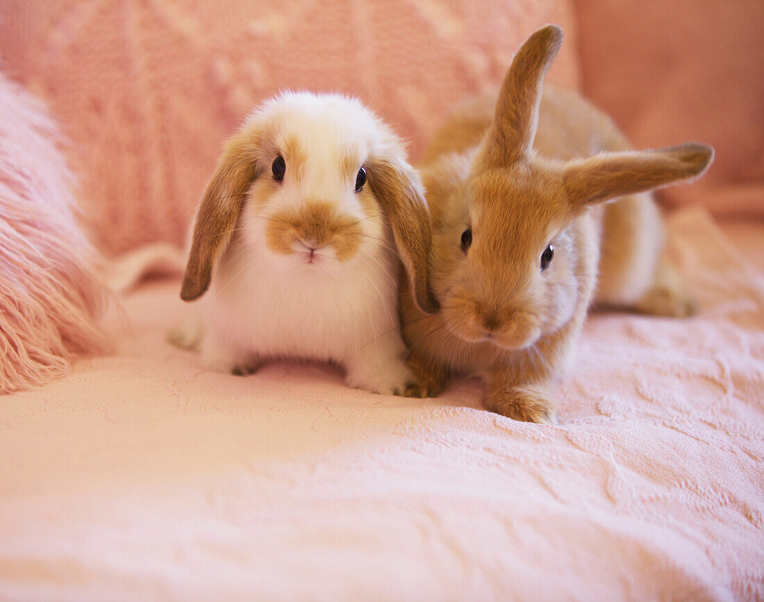 Zwei Kaninchen auf rosa Sofa