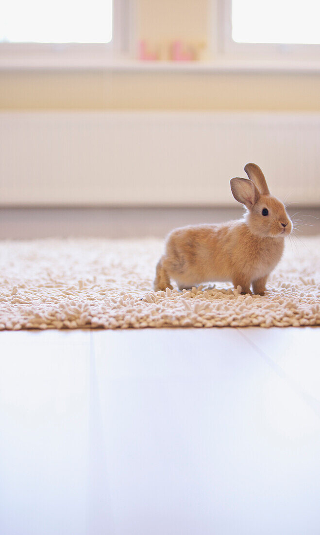 Braunes Kaninchen auf Teppich stehend