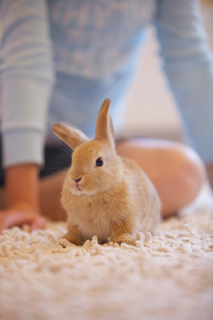 Kaninchen auf Teppich kauernd