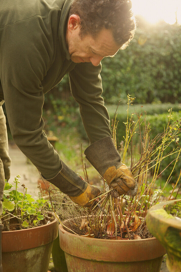 Gardener Removing Weeds from Plant Pot