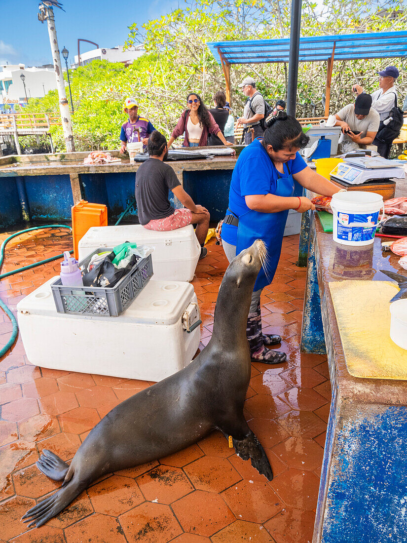 Eine Menagerie von Tieren, während eine Frau auf dem Fischmarkt in Puerto Azorra, Santa Cruz Island, Galapagos-Inseln, UNESCO-Weltkulturerbe, Ecuador, Südamerika, Fisch zubereitet