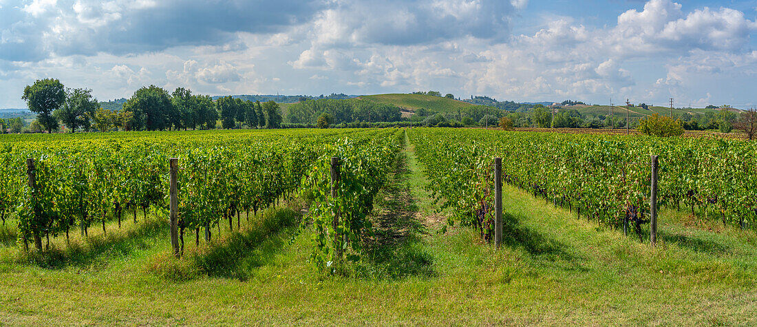 Blick auf einen Weinberg und eine toskanische Landschaft bei Pontedera, Provinz Pisa, Toskana, Italien, Europa