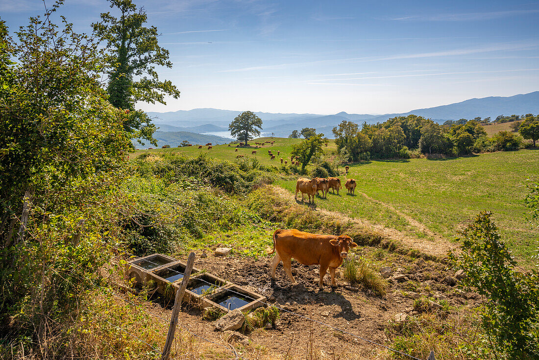 Blick auf Vieh und Landschaft bei Viamaggio, Provinz Arezzo, Toskana, Italien, Europa