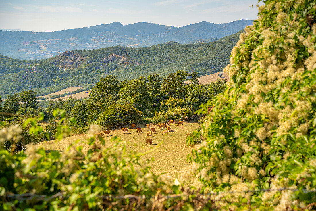 View of woodland and countryside near Pennabilli, Province of San Rimini, Emilia-Romagna, Italy, Europe