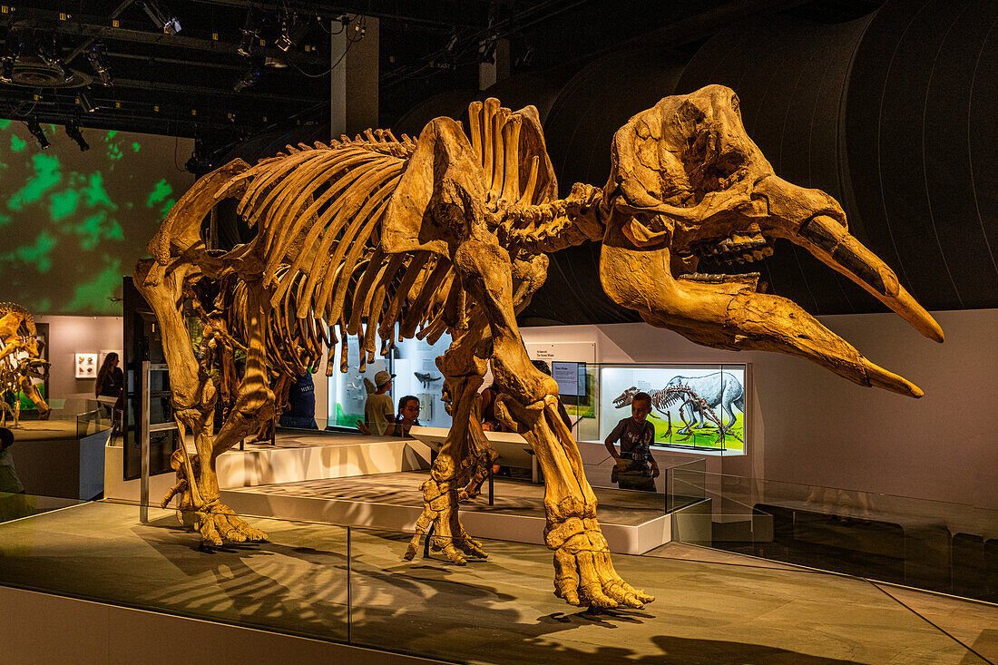 Dinosaur exhibits, Royal Tyrrell Museum, Drumheller, Alberta, Canada, North America
