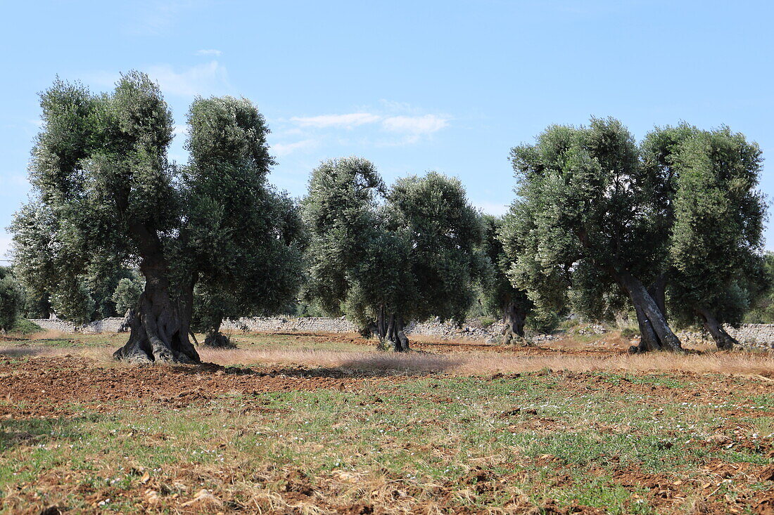 Alte Olivenbäume in der Region Apulien, Italien, Europa
