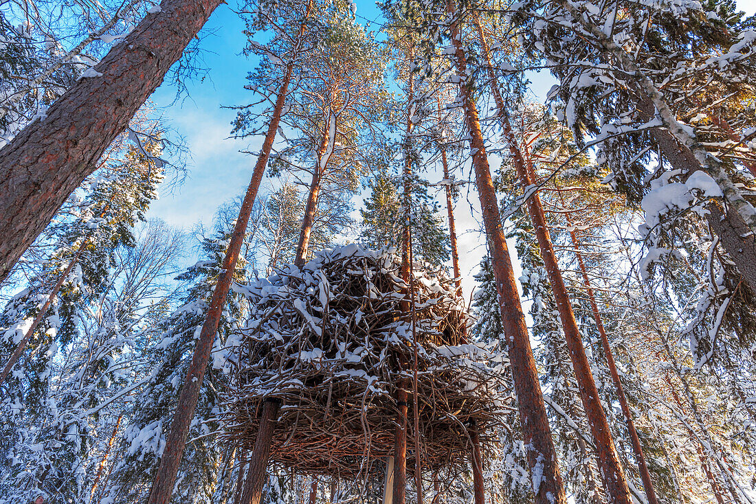Das Nest, das neue Konzept der letzten Unterkunft in den Baumwipfeln des Tree Hotels in Harads, Winteransicht, Landkreis Norrbotten, Schwedisch Lappland, Schweden, Skandinavien, Europa