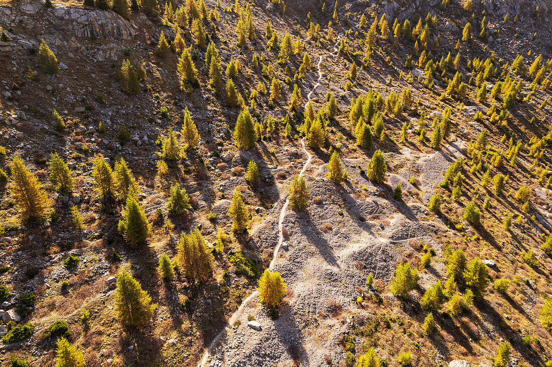 View from the drone of a pine tree wood in autumn color, Valais canton, Switzerland, Europe