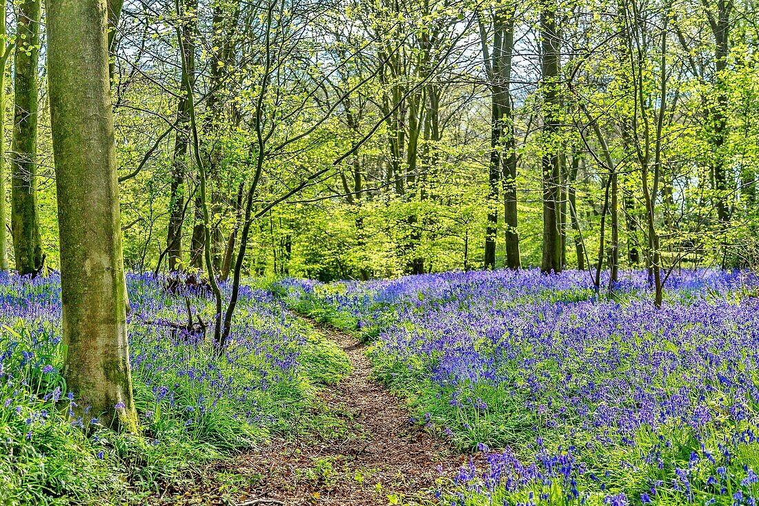Bluebell wood near Hailsham, East Sussex, England, United Kingdom, Europe