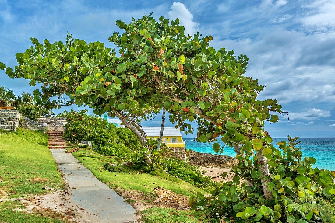 Bay Grape Trees at John Smith's Bay, Smiths, Bermuda, Atlantic, North America
