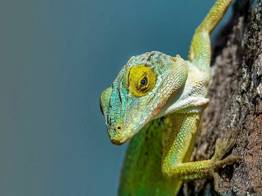 Antiguan Anole lizard (Anolis Leachii) in Bermuda, Atlantic, North America