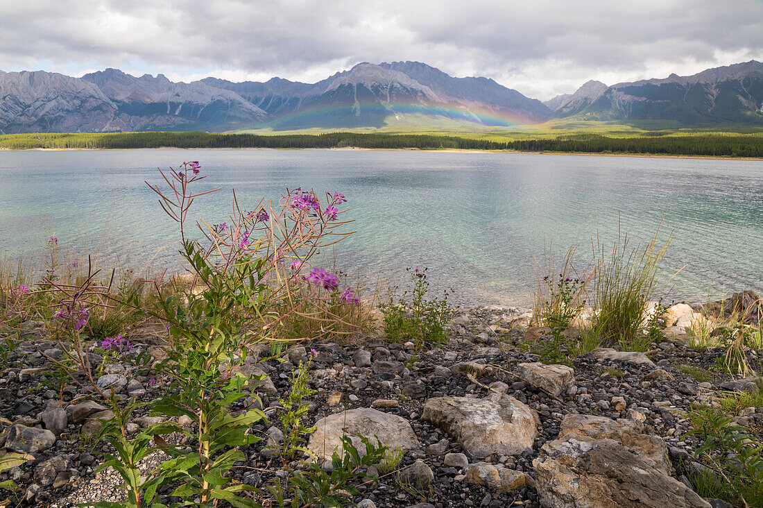 A rainbow arcs over Kananaskis Lakes and wild fireweed in Summer, Canadian Rockies, Alberta, Canada, North America