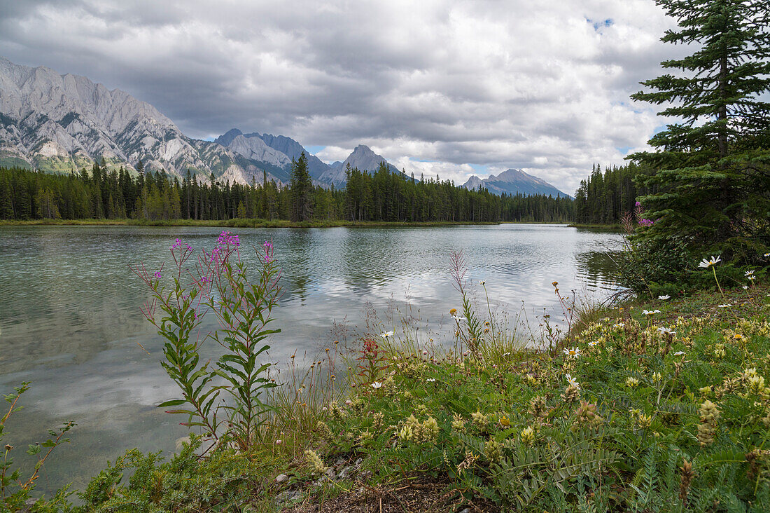 Alpine Wildflowers on a lake shore, Peter Lougheed Provincial Park, Canadian Rockies, Alberta, Canada, North America
