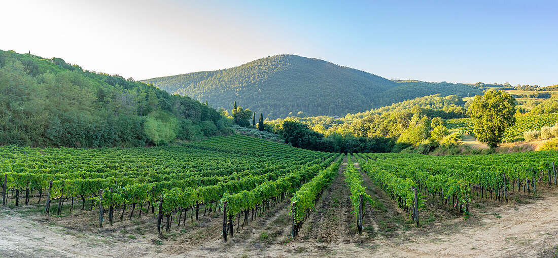 View of hills and vineyards, Montepulciano, Province of Siena, Tuscany, Italy, Europe