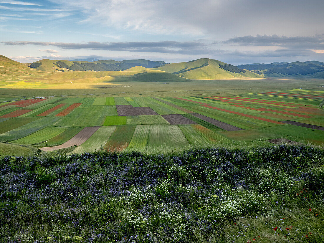 Blooming flowers and lentils on the Piano Grande, Monti Sibillini National Park, Castelluccio di Norcia, Perugia, Italy, Europe