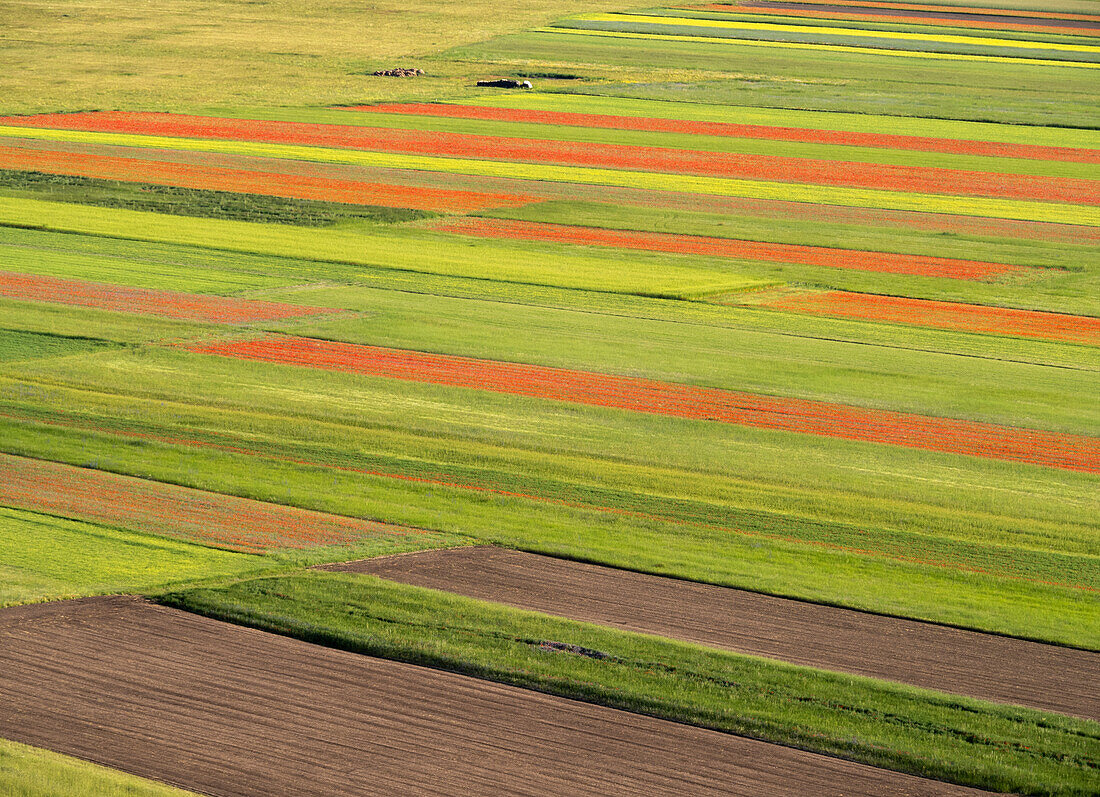 Blooming flowers and lentils on the Piano Grande, Monti Sibillini National Park, Castelluccio di Norcia, Perugia, Italy, Europe