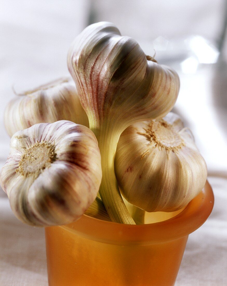 Garlic bulbs in glass beaker