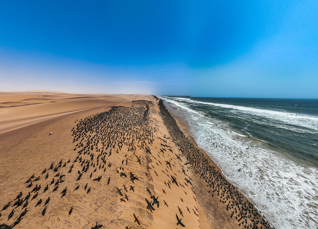 Luftaufnahme einer großen Anzahl von Kormoranen auf den Sanddünen entlang der Atlantikküste, Namibe (Namib) Wüste, Iona National Park, Namibe, Angola, Afrika