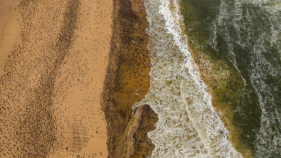 Aerial of massive numbers of Cormorants on the sand dunes along the Atlantic coast, Namibe (Namib) desert, Iona National Park, Namibe, Angola, Africa