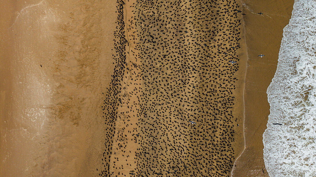 Luftaufnahme einer großen Anzahl von Kormoranen auf den Sanddünen entlang der Atlantikküste, Namibe (Namib) Wüste, Iona National Park, Namibe, Angola, Afrika