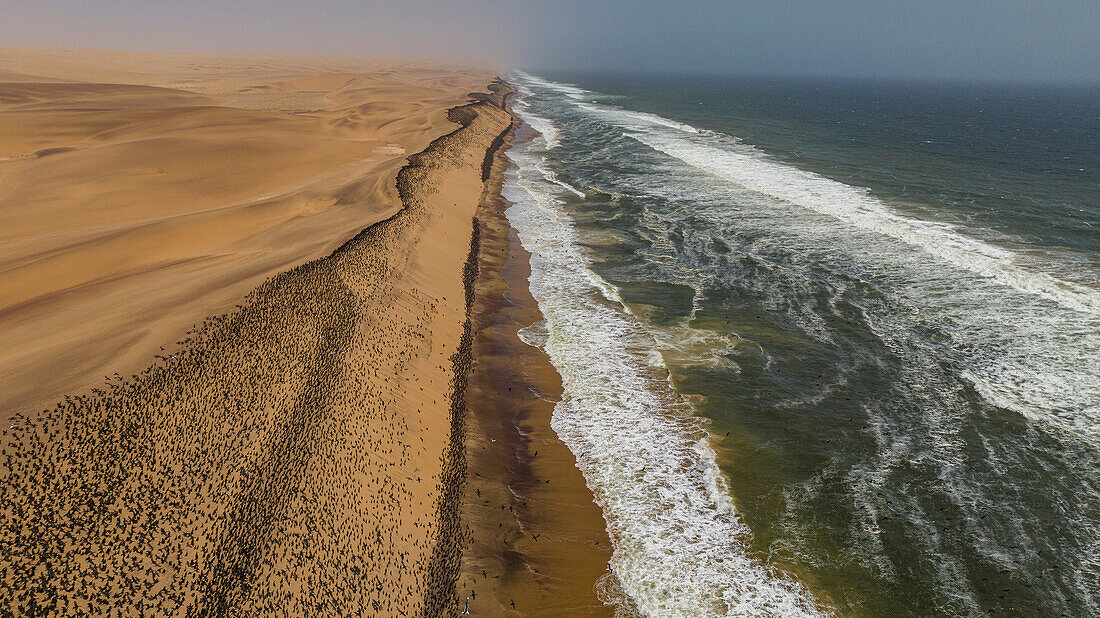 Luftaufnahme einer großen Anzahl von Kormoranen auf den Sanddünen entlang der Atlantikküste, Namibe (Namib) Wüste, Iona National Park, Namibe, Angola, Afrika