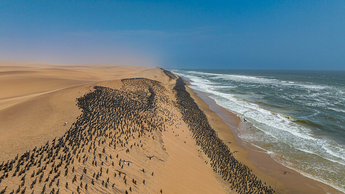 Luftaufnahme einer großen Anzahl von Kormoranen auf den Sanddünen entlang der Atlantikküste, Namibe (Namib) Wüste, Iona National Park, Namibe, Angola, Afrika