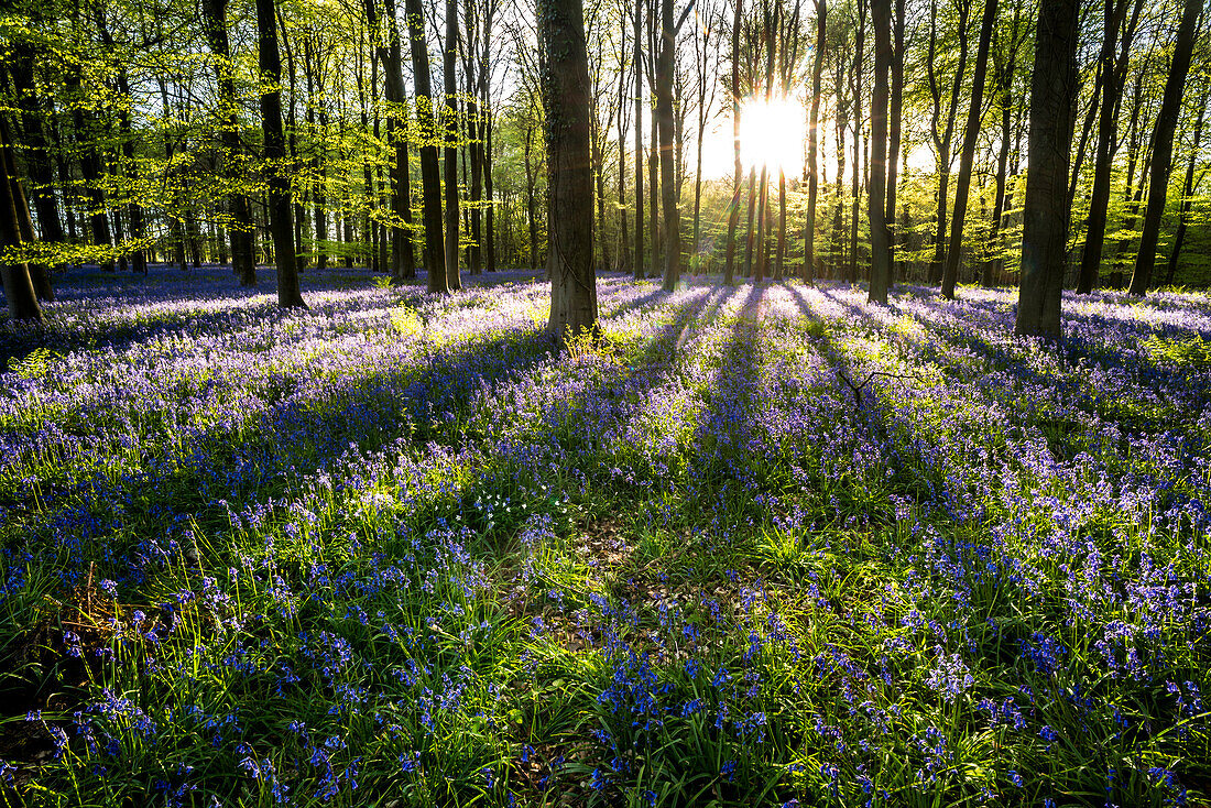 Bluebells ((Hyacinthoides non-scripta) flowering in a beechwood at sunset, United Kingdom, Europe