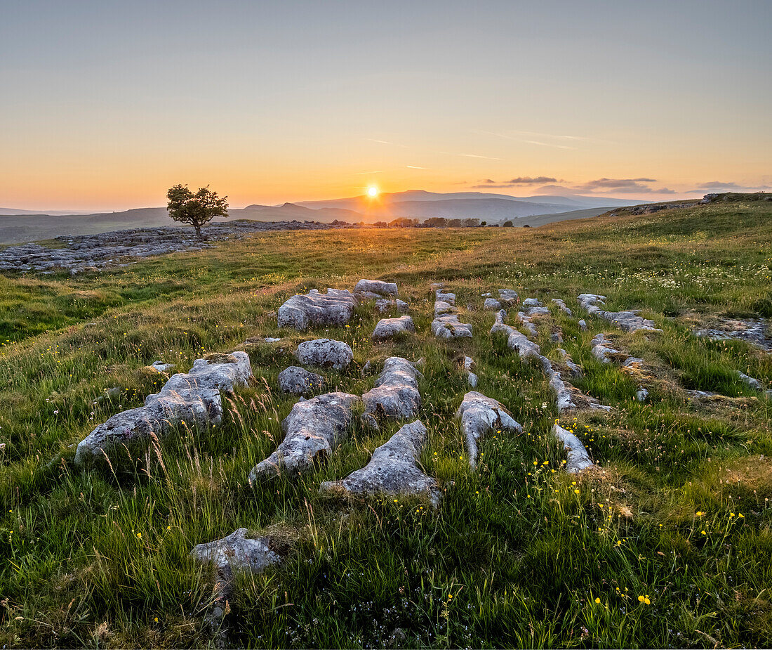 Limestone pavement and lone Hawthorn tree in evening sunlight, Winskill Stones Nature Reserve, Stainforth, Yorkshire Dales National Park, Yorkshire, England, United Kingdom, Europe