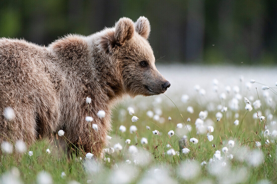 Braunbär (Ursus arctos arctos) in einem Sumpf mit blühendem Wollgras (Eriophorum angustifolium), Finnland, Europa
