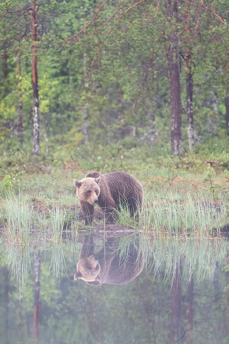 Eurasian brown bear (Ursus arctos arctos) beside lake in morning mist, Finland, Europe