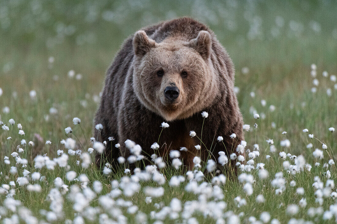 Braunbär (Ursus arctos arctos) in einem Sumpf mit blühendem Wollgras (Eriophorum angustifolium), Finnland, Europa