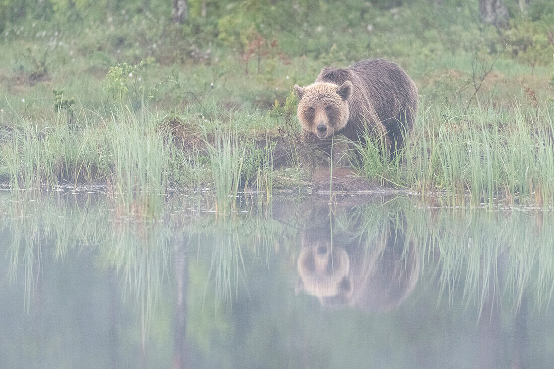 Eurasian brown bear (Ursus arctos arctos) beside lake in morning mist, Finland, Europe