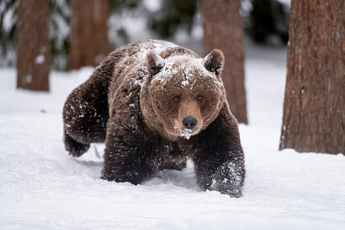 Eurasischer Braunbär (Ursus arctos arctos), Weibchen, spazierend im Schnee im Taiga-Wald, Finnland, Europa