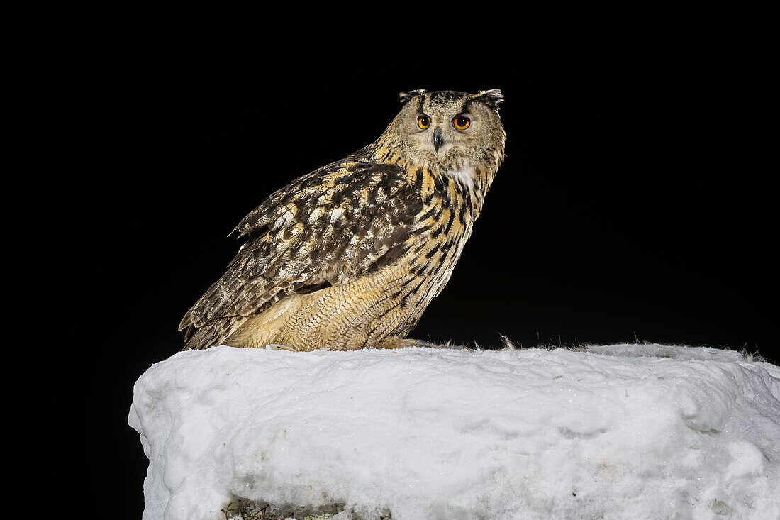 Uhu (Bubo bubo) auf schneebedecktem Baumstumpf, Finnland, Europa