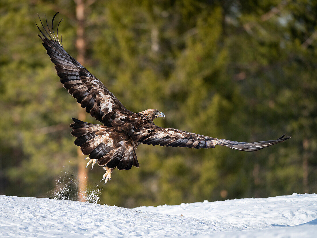 Golden eagle (Aquila chrysaetos) taking off, Finland, Europe
