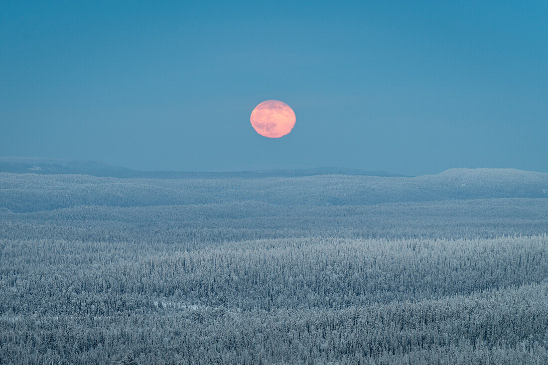 Blick vom Kuntivaara-Fell auf den Vollmond, der über den Taigawäldern Russlands aufgeht, Finnland, Europa