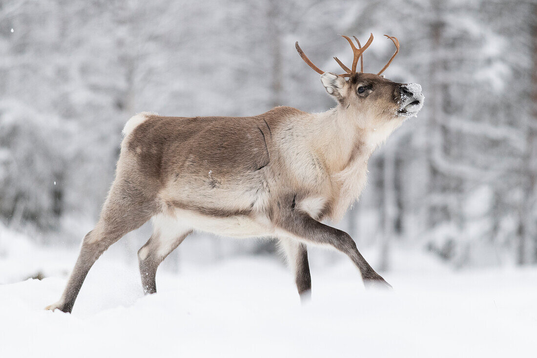 Reindeer in the snow, Finland, Europe