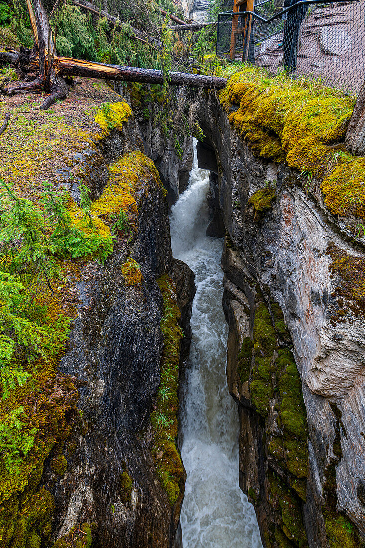 Maligne Canyon, Jasper National Park, UNESCO-Weltkulturerbe, Alberta, Kanadische Rockies, Kanada, Nordamerika