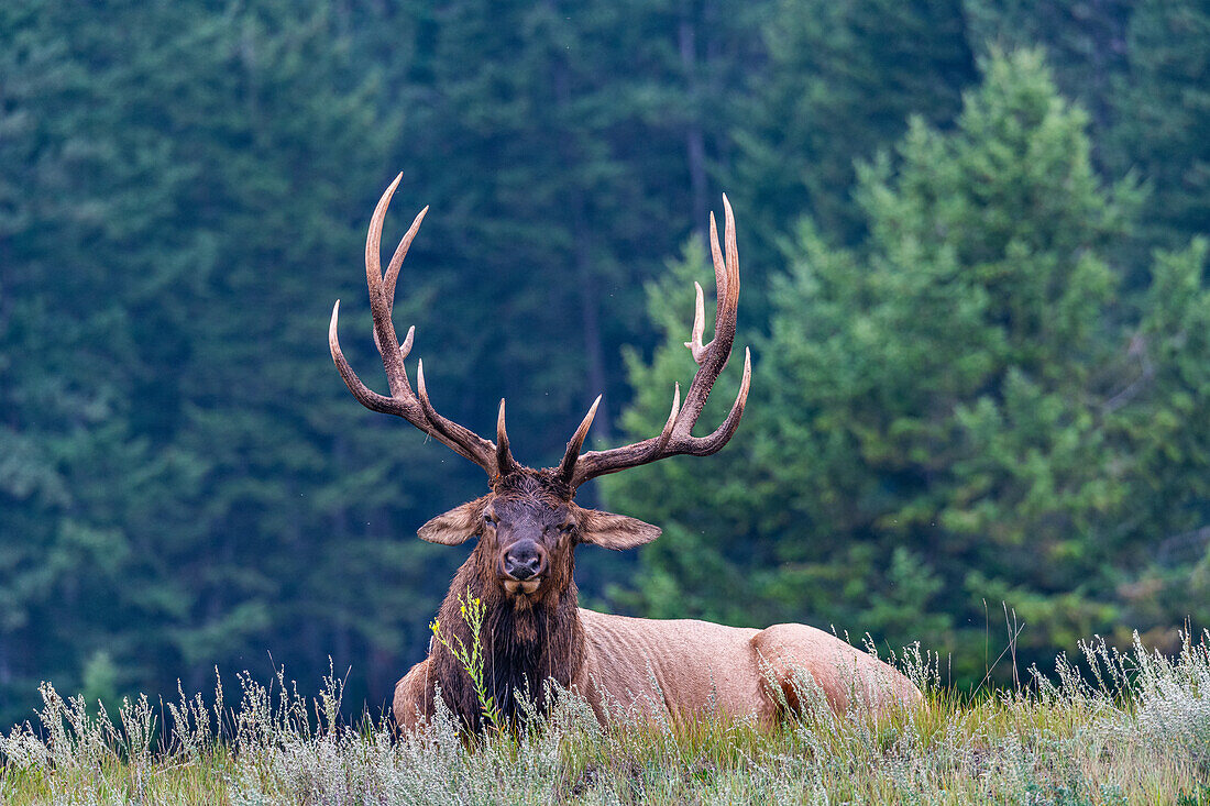 Huge deer, Jasper National Park, UNESCO World Heritage Site, Alberta, Canadian Rockies, Canada, North America