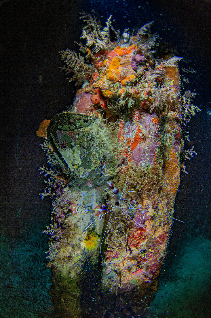 Eine ausgewachsene gebänderte Korallengarnele (Stenopus hispidus), beim Nachtschnorcheln am Arborek-Riff, Raja Ampat, Indonesien, Südostasien, Asien
