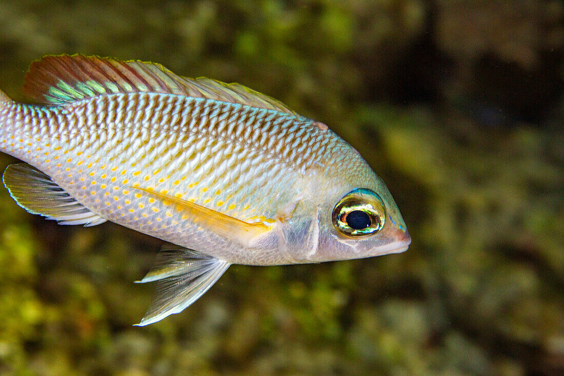 An adult pearly monocle bream (Scolopsis margaritifera), off Wohof Island at night, Raja Ampat, Indonesia, Southeast Asia, Asia