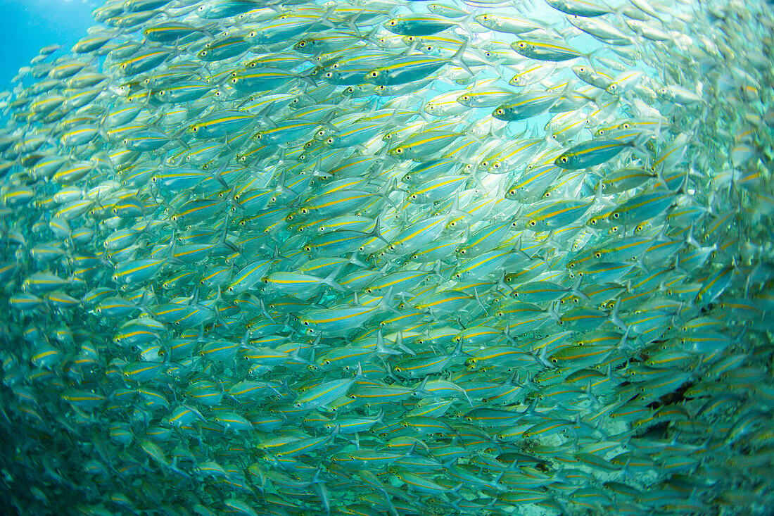 Adult bigeye snapper (Lutjanus lutjanus) schooling off Port Airboret, Raja Ampat, Indonesia, Southeast Asia, Asia