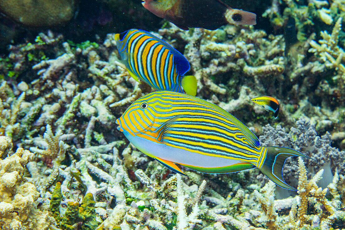 An adult striped surgeonfish (Acanthurus lineatus), on a night dive off Kri Island, Raja Ampat, Indonesia, Southeast Asia, Asia