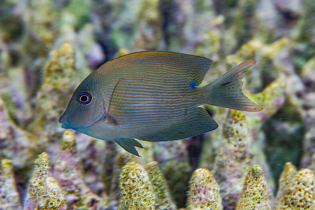 An adult lined bristletooth (Ctenochaetus striatus), off Kawe Island, Raja Ampat, Indonesia, Southeast Asia, Asia