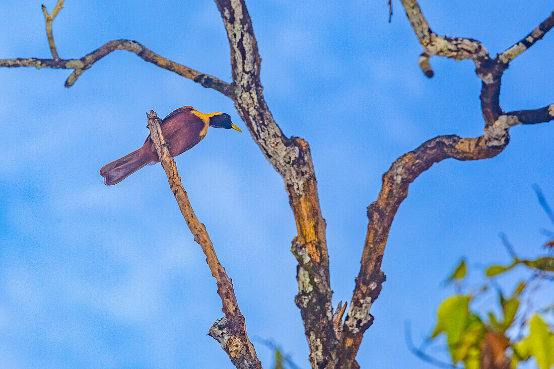 Ein erwachsenes Weibchen des Roten Paradiesvogels (Paradisaea rubra), auf der Insel Gam, Raja Ampat, Indonesien, Südostasien, Asien