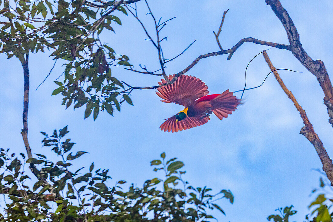 An adult male red bird-of-paradise (Paradisaea rubra), in flight on Gam Island, Raja Ampat, Indonesia, Southeast Asia, Asia