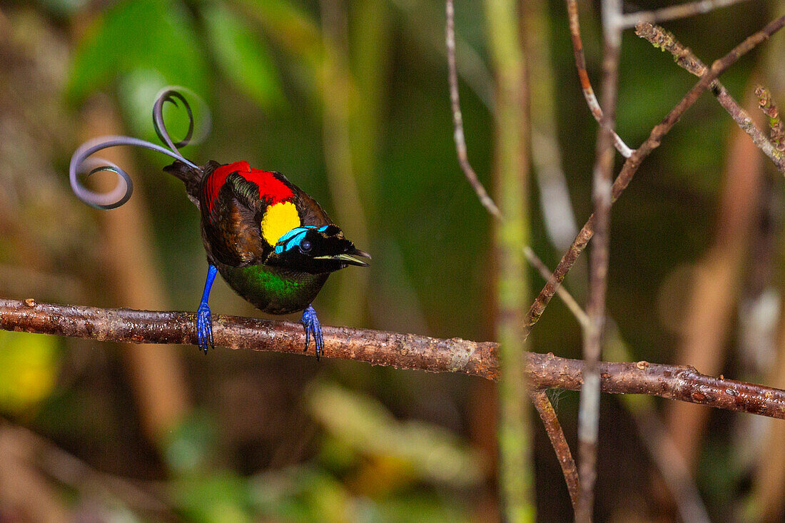 A male Wilson's bird-of-paradise (Cicinnurus respublica), in courtship display on Waigeo Island, Raja Ampat, Indonesia, Southeast Asia, Asia